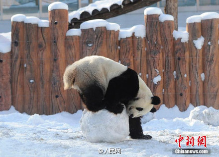 Excited pandas play snowballs in their new home in Jilin
