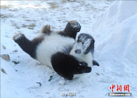 Excited pandas play snowballs in their new home in Jilin
