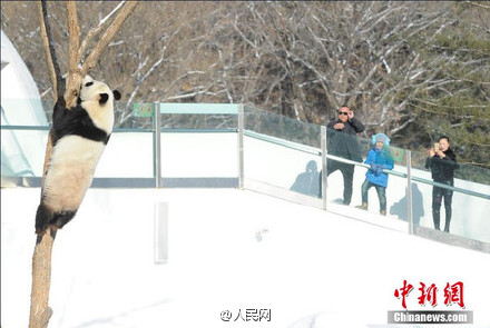 Excited pandas play snowballs in their new home in Jilin
