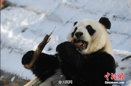 Excited pandas play snowballs in their new home in Jilin
