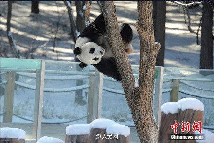 Excited pandas play snowballs in their new home in Jilin
