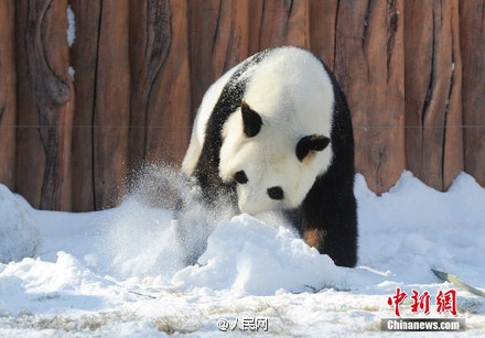 Excited pandas play snowballs in their new home in Jilin
