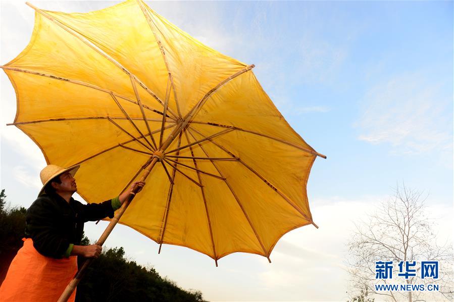 Oil paper umbrella – an intangible cultural heritage of Anhui