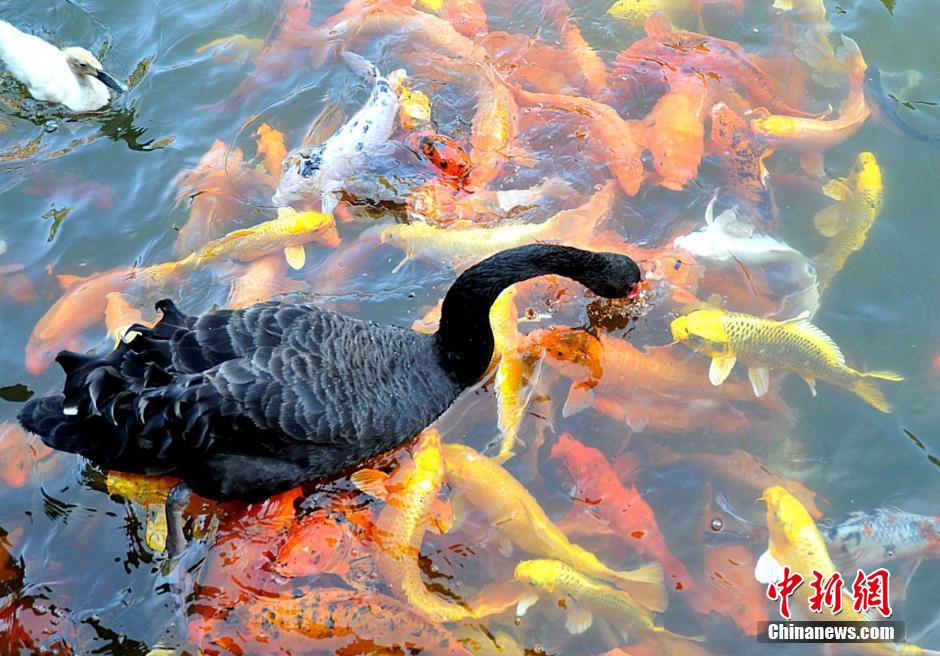 Water animals live in harmony in SE China