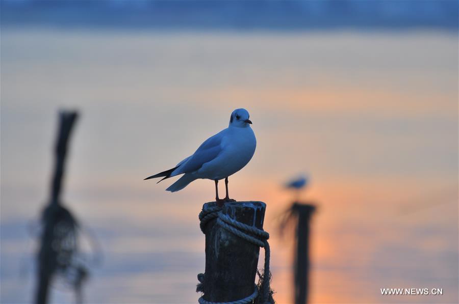 Sea gulls seen in evening glow in Rizhao, E China's Shandong