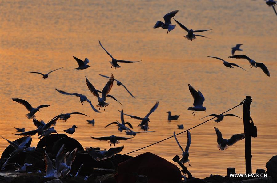 Sea gulls seen in evening glow in Rizhao, E China's Shandong