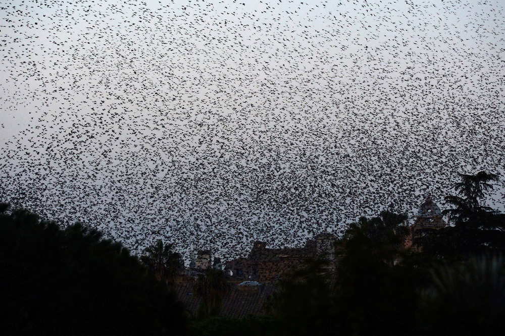 Millions of starlings create awesome 