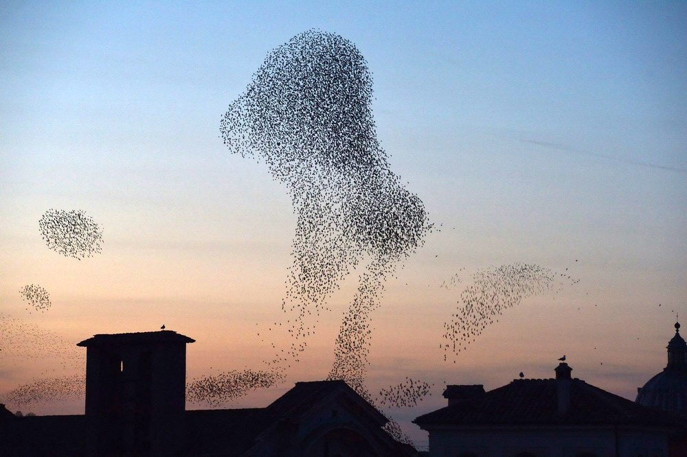 Millions of starlings create awesome 