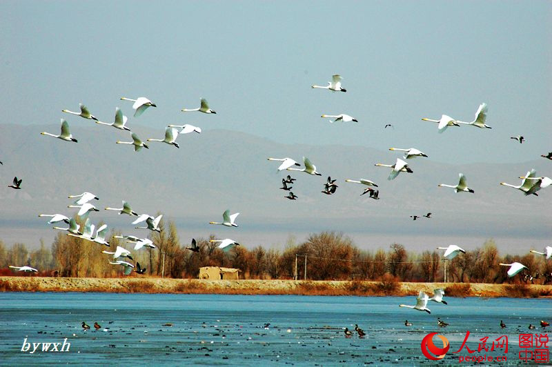 Splendid scenery of Heihe Wetland