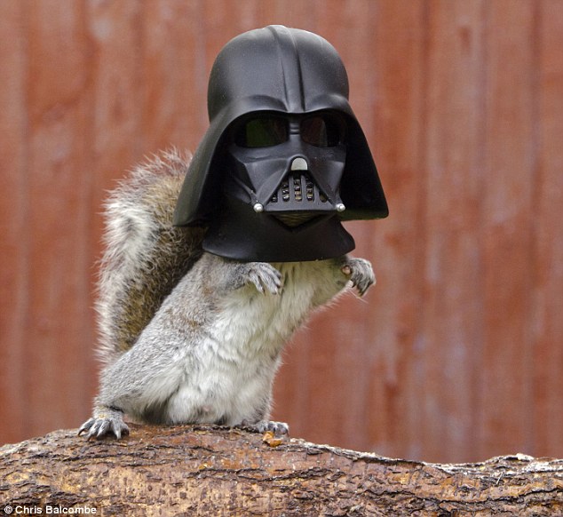 Squirrel looks like Darth Vader as he dives his head into novelty feeder