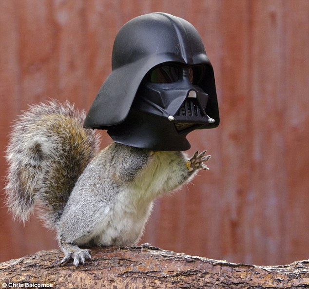 Squirrel looks like Darth Vader as he dives his head into novelty feeder