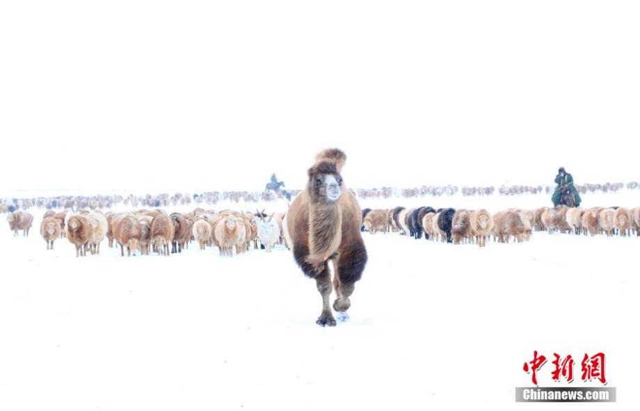 Sheep and cows transferred to winter pastures in snow