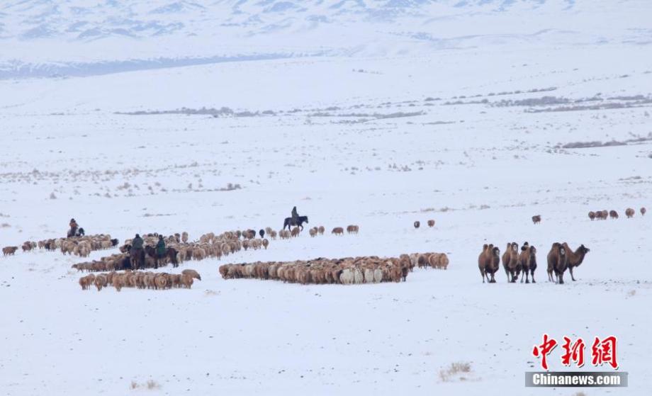 Sheep and cows transferred to winter pastures in snow