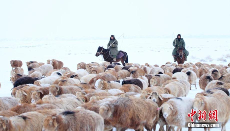 Sheep and cows transferred to winter pastures in snow