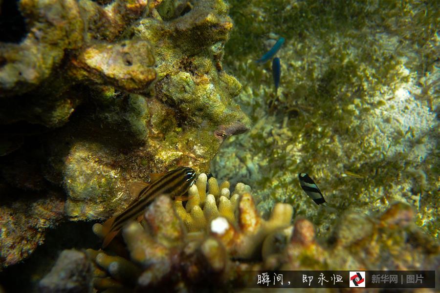 Amazing and mysterious underwater scenery of Sansha