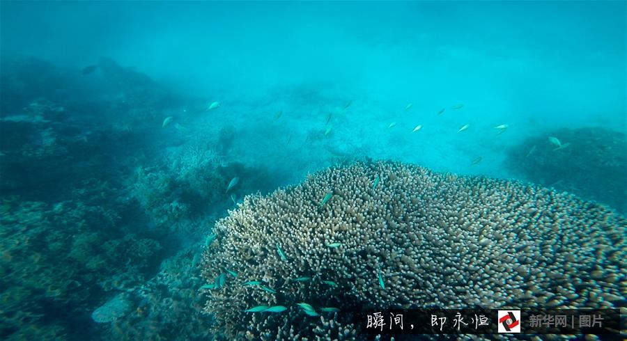 Amazing and mysterious underwater scenery of Sansha