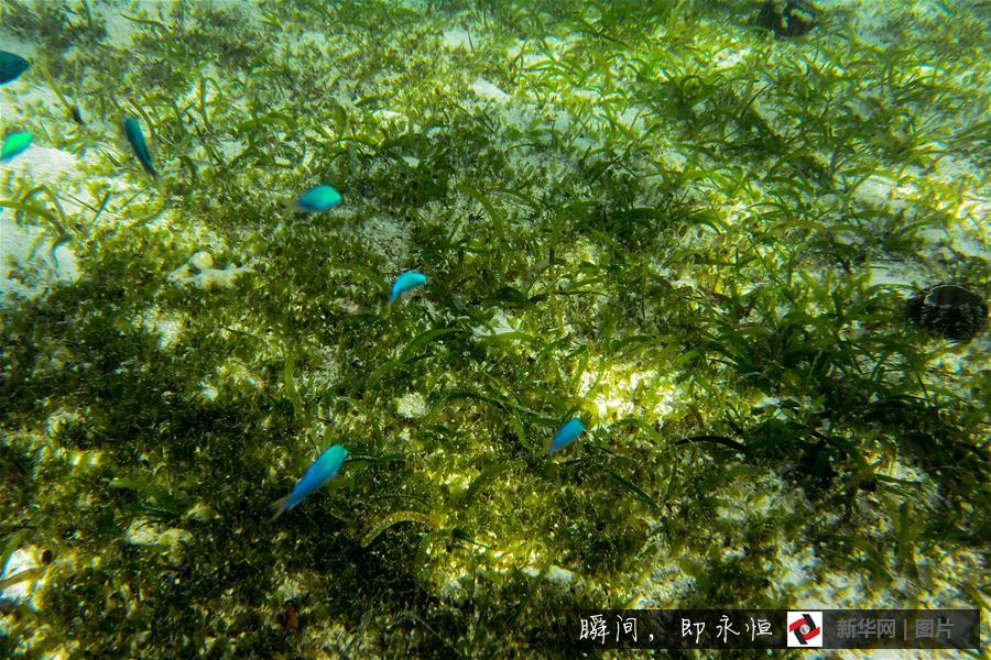 Amazing and mysterious underwater scenery of Sansha