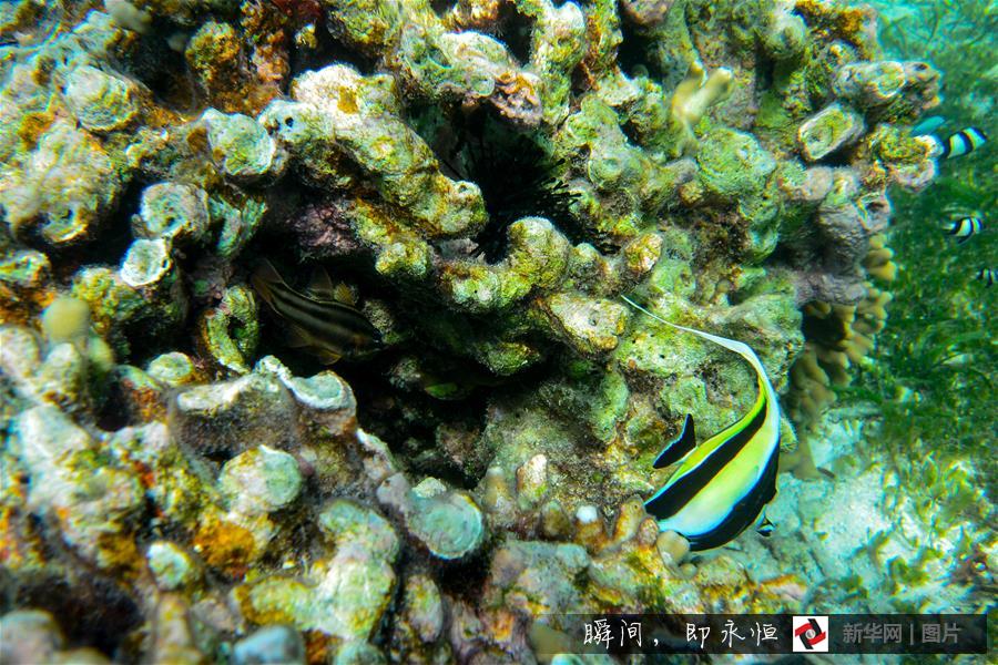 Amazing and mysterious underwater scenery of Sansha