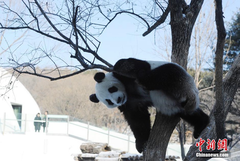 Giant pandas play with snow in NE China