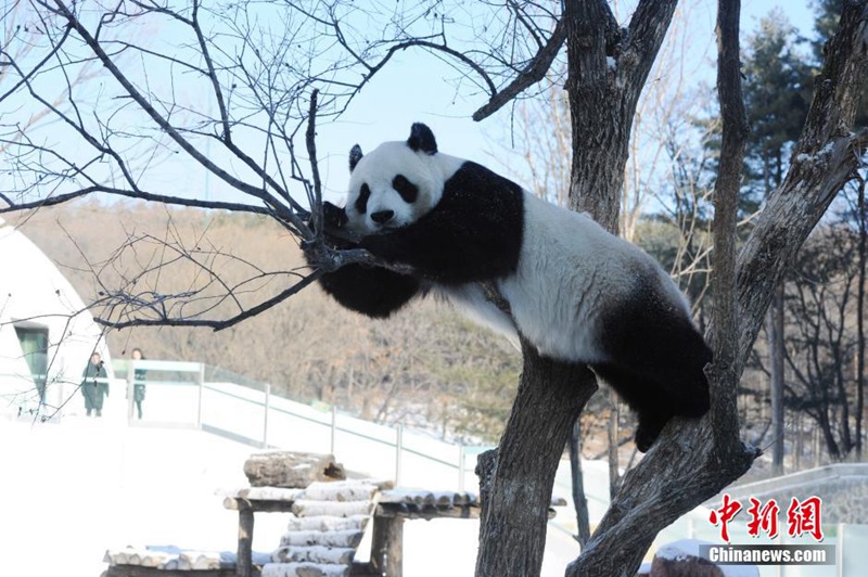 Giant pandas play with snow in NE China