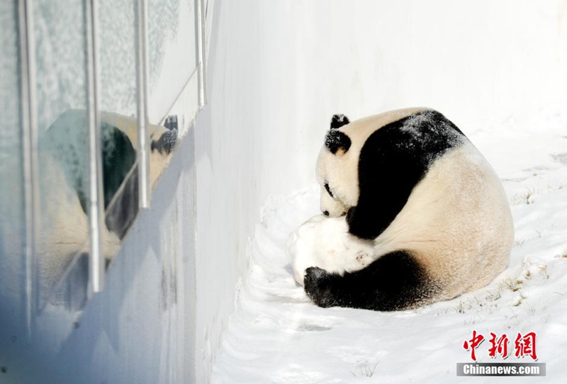 Giant pandas play with snow in NE China