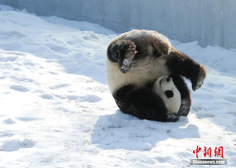 Giant pandas play with snow in NE China