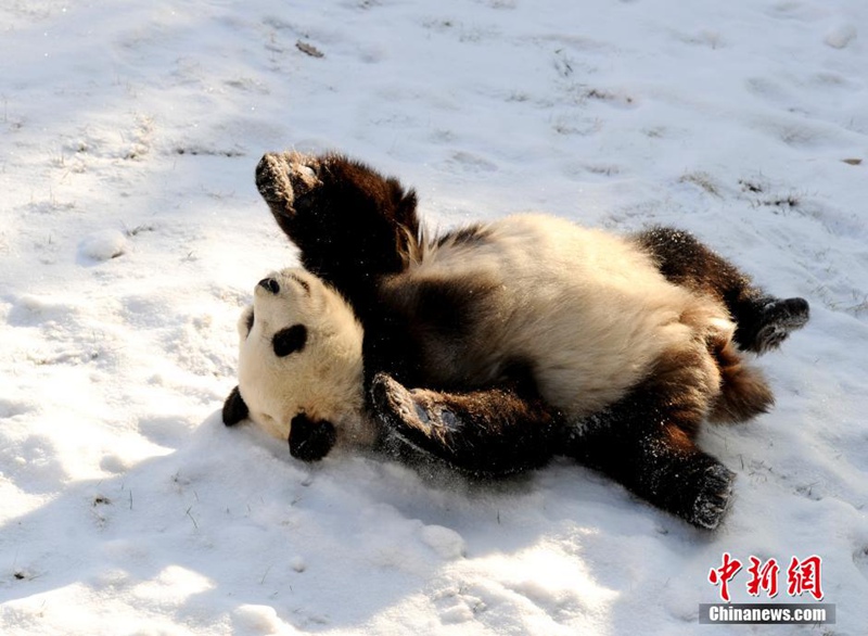 Giant pandas play with snow in NE China