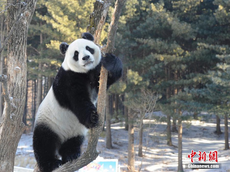 Giant pandas play with snow in NE China