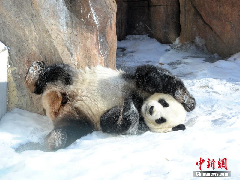 Giant pandas play with snow in NE China