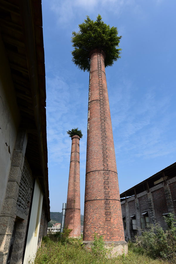 Hat-shaped banyan trees on top of chimneys in Fujian