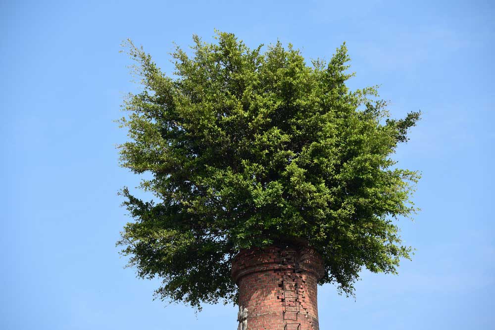 Hat-shaped banyan trees on top of chimneys in Fujian