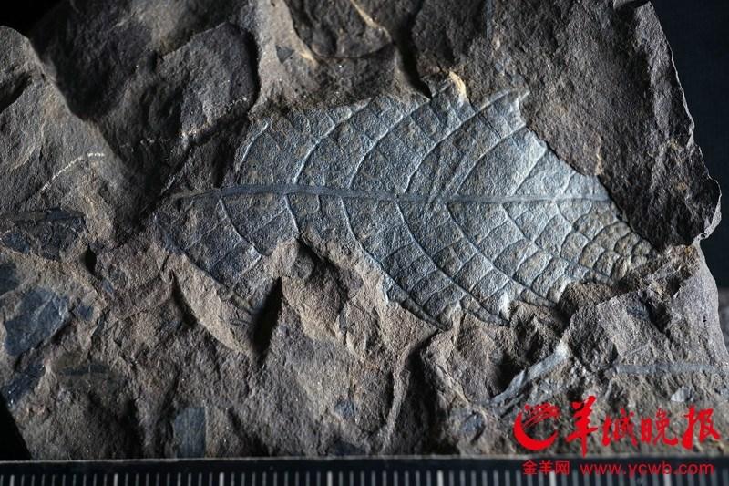 Fossils from 210 million years ago found in Guangzhou