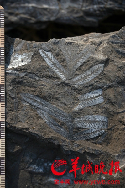 Fossils from 210 million years ago found in Guangzhou