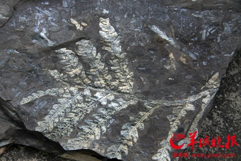 Fossils from 210 million years ago found in Guangzhou