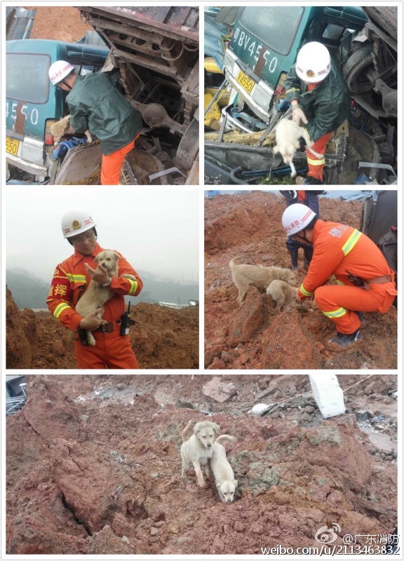 Grateful puppies follow rescuers in Shenzhen landslide