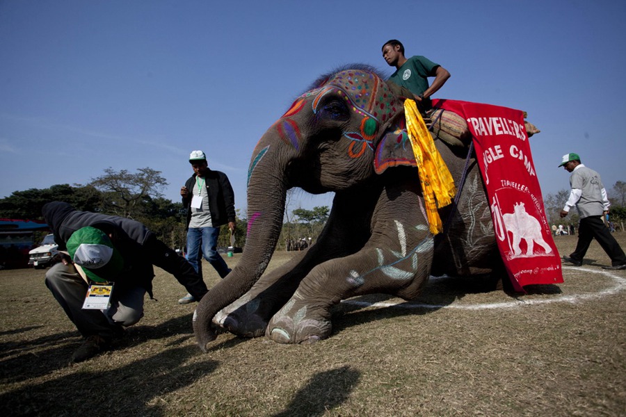 Elephant beauty contest held in Nepal