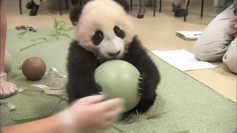 Giant panda cub won't give up its ball