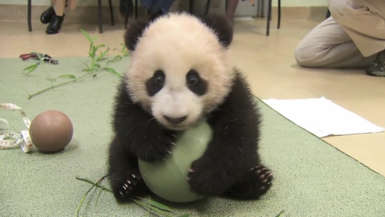 Giant panda cub won't give up its ball