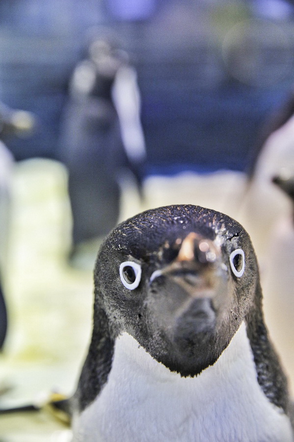 Photo Story: To be 'Mr. Penguin'