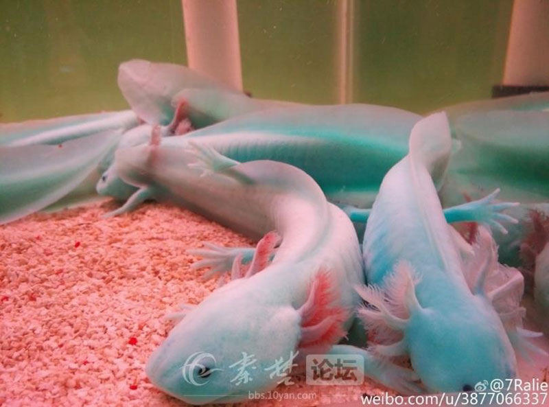 Look at the cutest dinosaur fish in Hubei!
