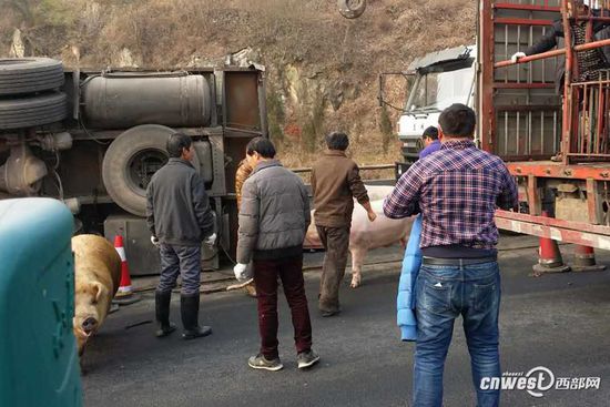 Truck loaded with pigs overturns on road 