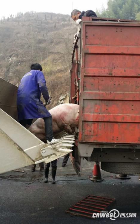 Truck loaded with pigs overturns on road 