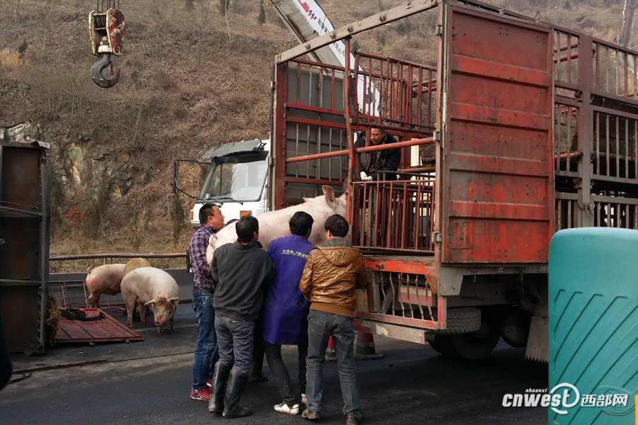 Truck loaded with pigs overturns on road 