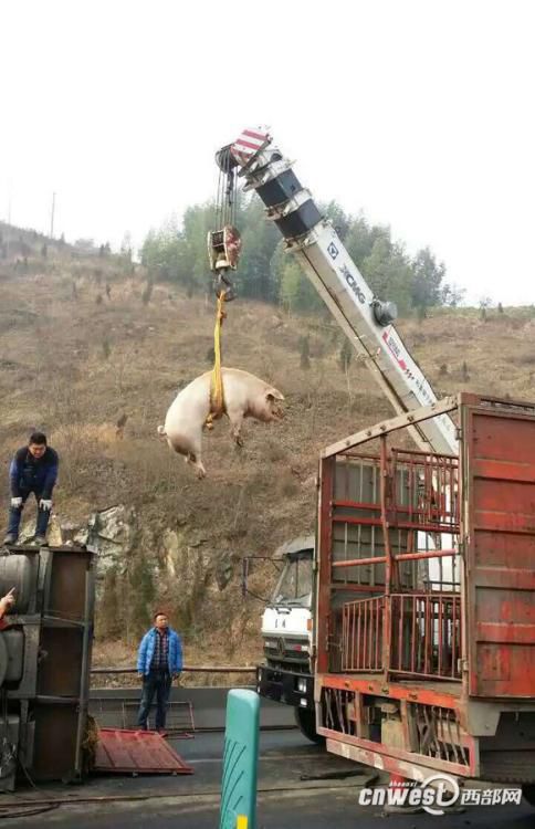 Truck loaded with pigs overturns on road 