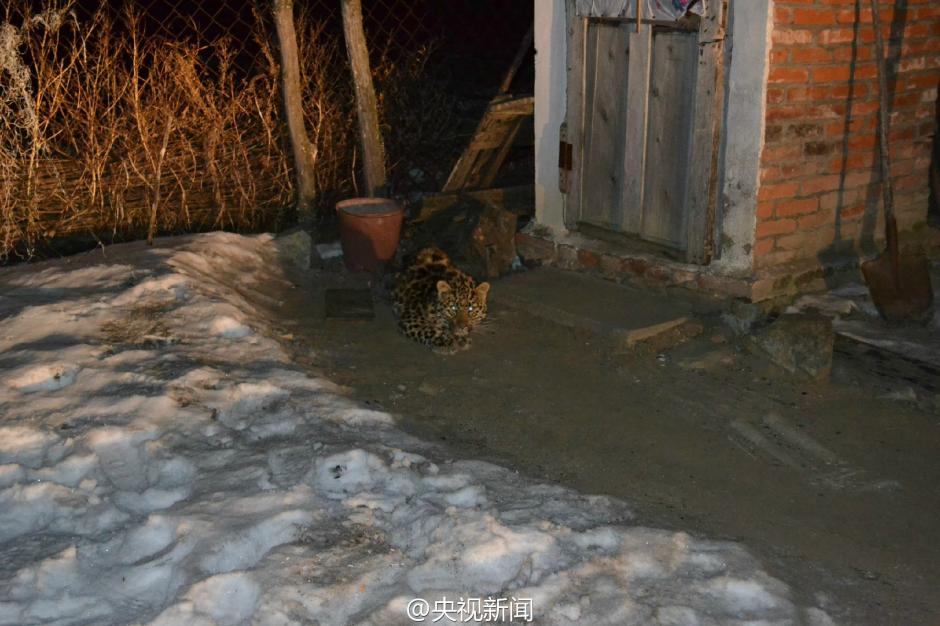 Juvenile Amur leopard found in a village in NE China