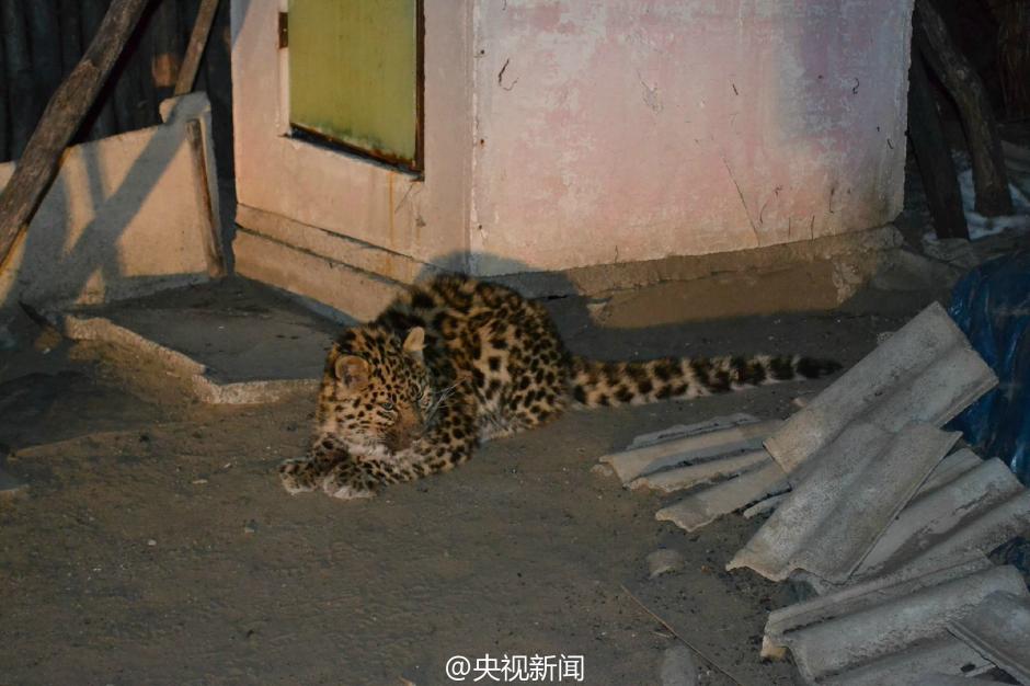 Juvenile Amur leopard found in a village in NE China