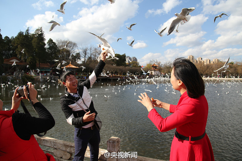 Tourist grabs the feet of black-headed gull for photo