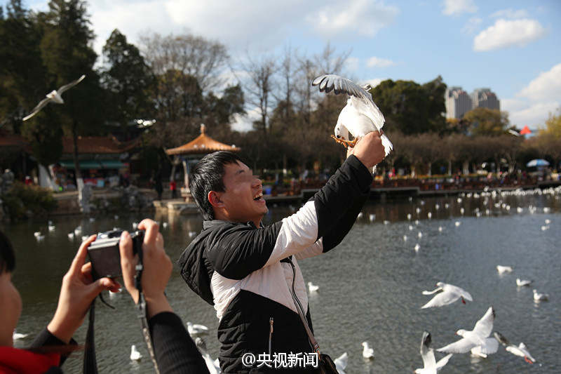 Tourist grabs the feet of black-headed gull for photo