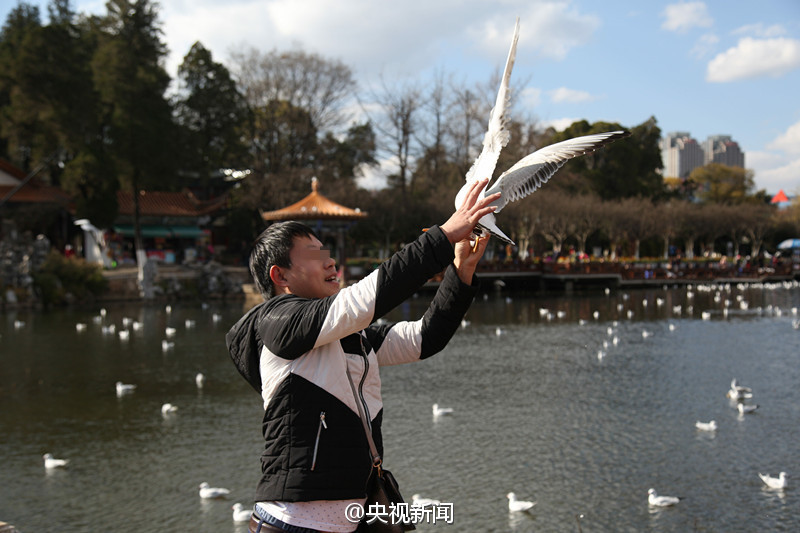 Tourist grabs the feet of black-headed gull for photo