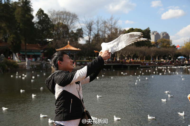 Tourist grabs the feet of black-headed gull for photo